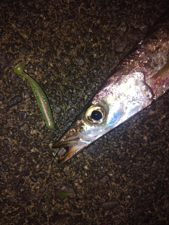 宅配便配送 焼津流】今が旬！大人気カマスの釣り方ご案内！ | イシグロ焼津 トップウォーター